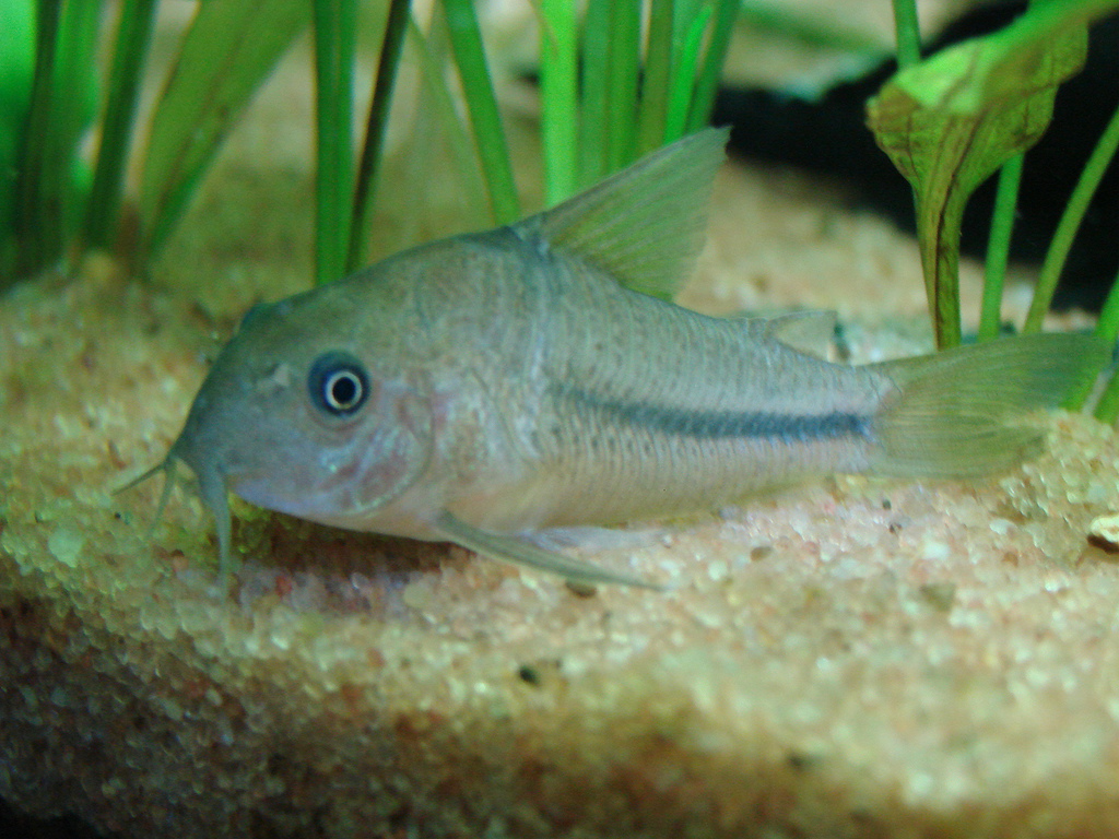 Corydoras nattereri