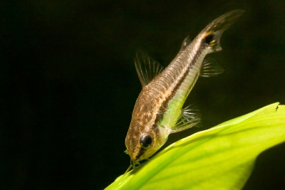 Corydoras pygmaeus Callichthyidae