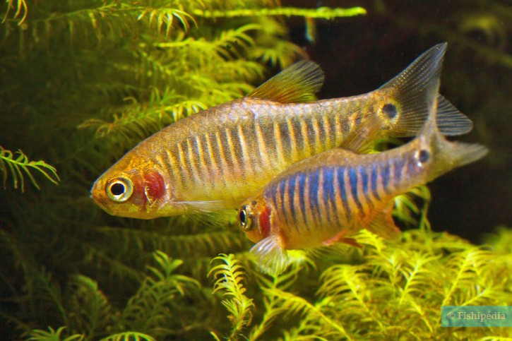 Celestichthys erythromicron