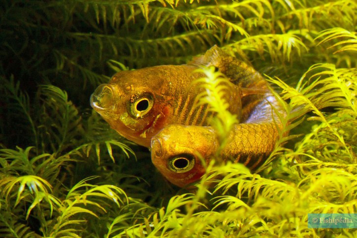 Celestichthys erythromicron