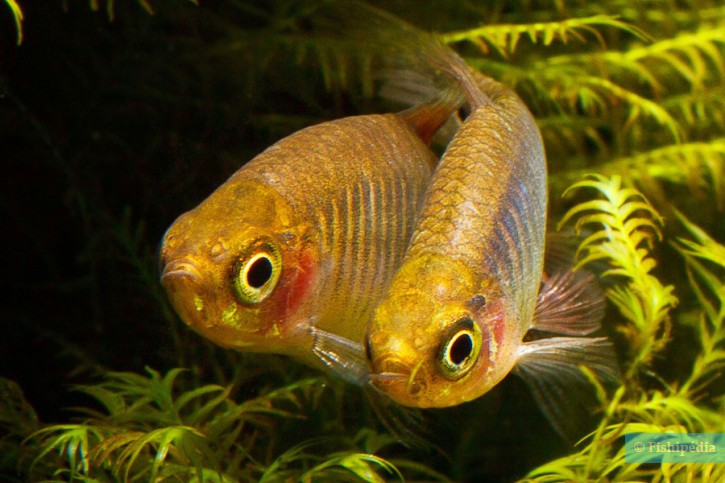 Celestichthys erythromicron