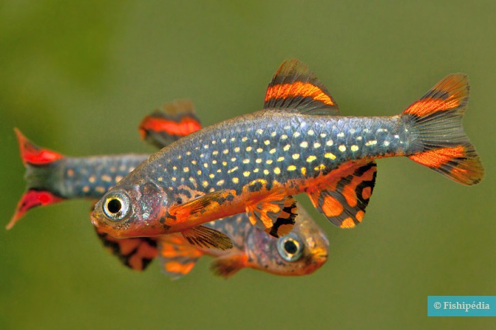 Danio margaritatus