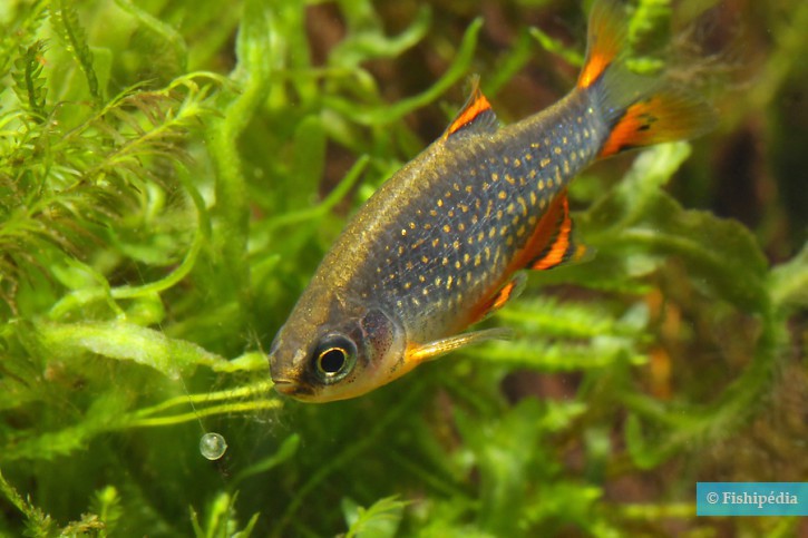 Danio margaritatus