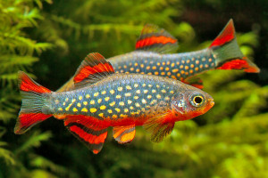 Danio margaritatus