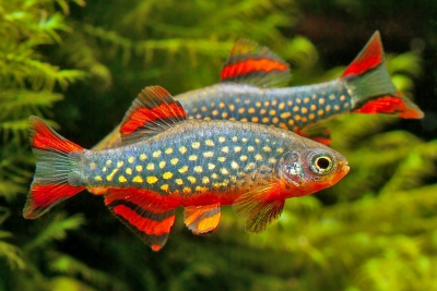 Danio margaritatus Danionidae