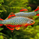 picture of Danio margaritatus