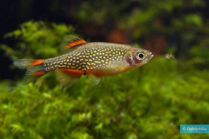 Danio margaritatus