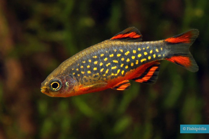 Danio margaritatus
