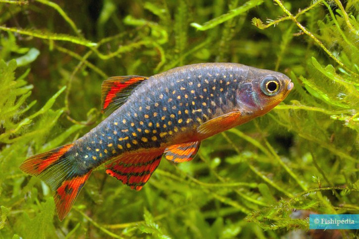 Danio margaritatus