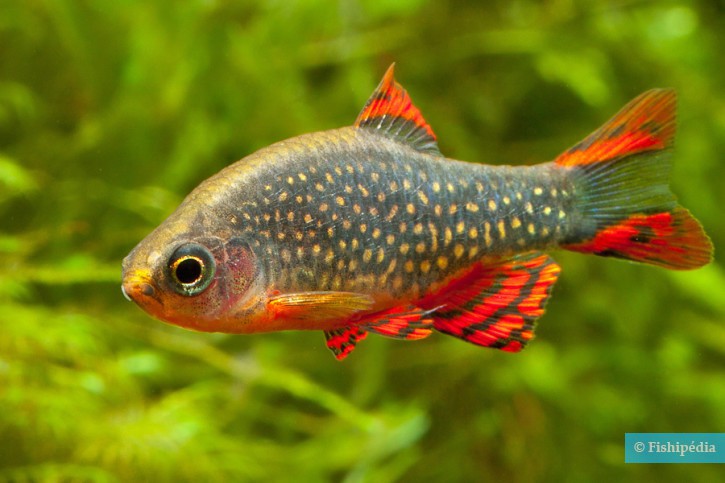 Danio margaritatus