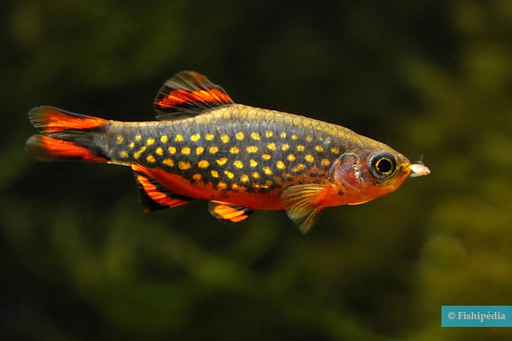 Danio margaritatus