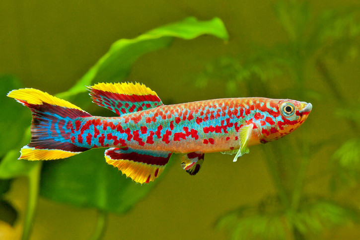 Fundulopanchax gardneri