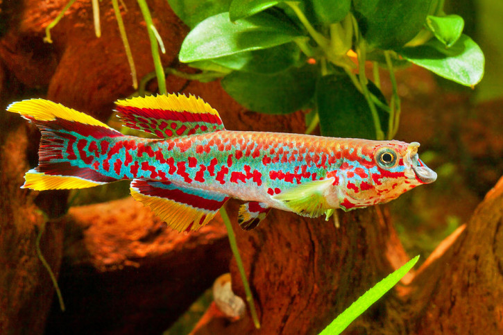 Fundulopanchax gardneri