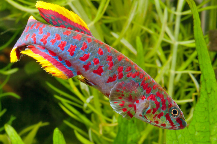 Fundulopanchax gardneri