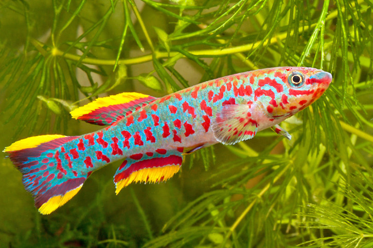 Fundulopanchax gardneri