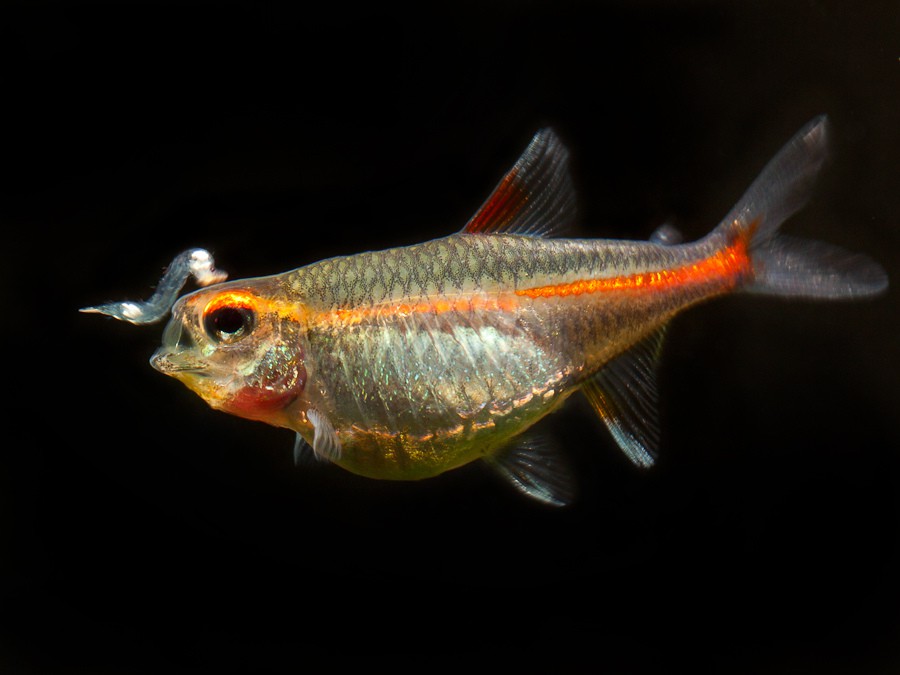Hemigrammus erythrozonus