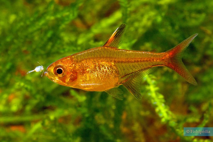 Hyphessobrycon amandae