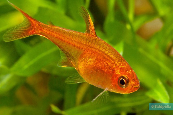 Hyphessobrycon amandae