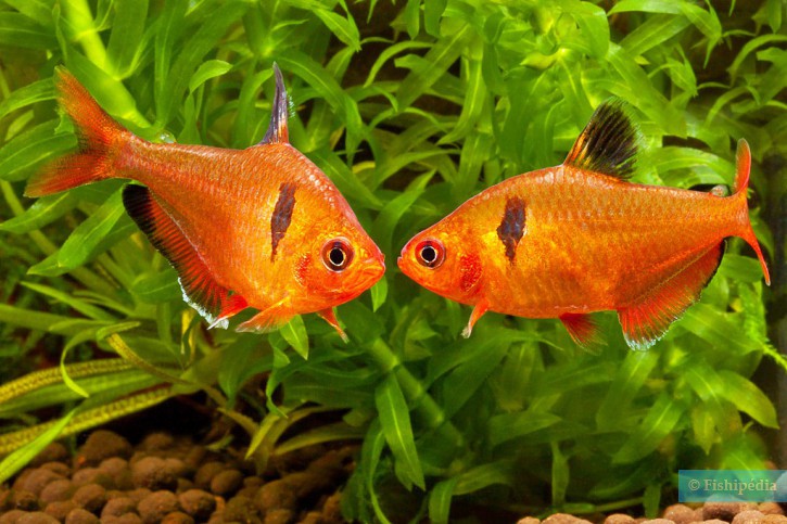 Hyphessobrycon eques