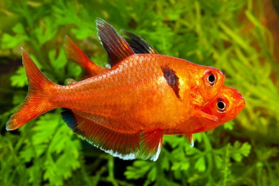Hyphessobrycon eques Characidae