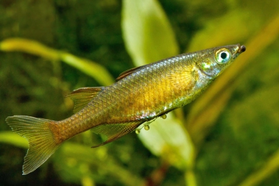 Iriatherina werneri Melanotaeniidae