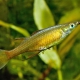 picture of Iriatherina werneri