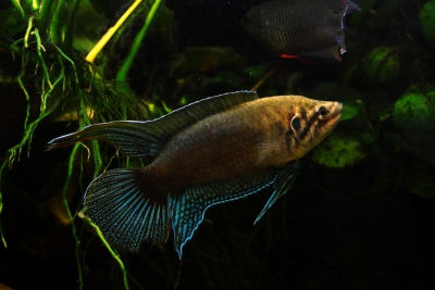 Macropodus ocellatus Osphronemidae
