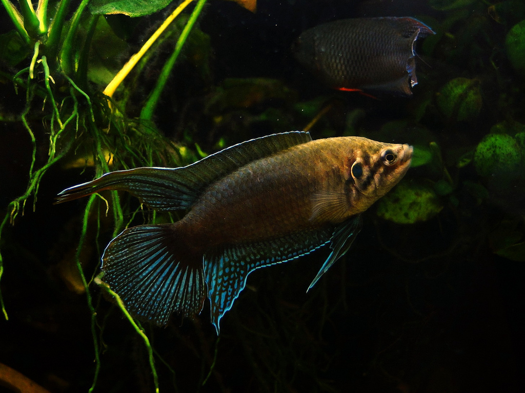 Macropodus ocellatus