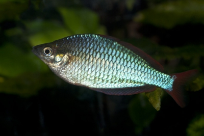 Melanotaenia praecox Melanotaeniidae