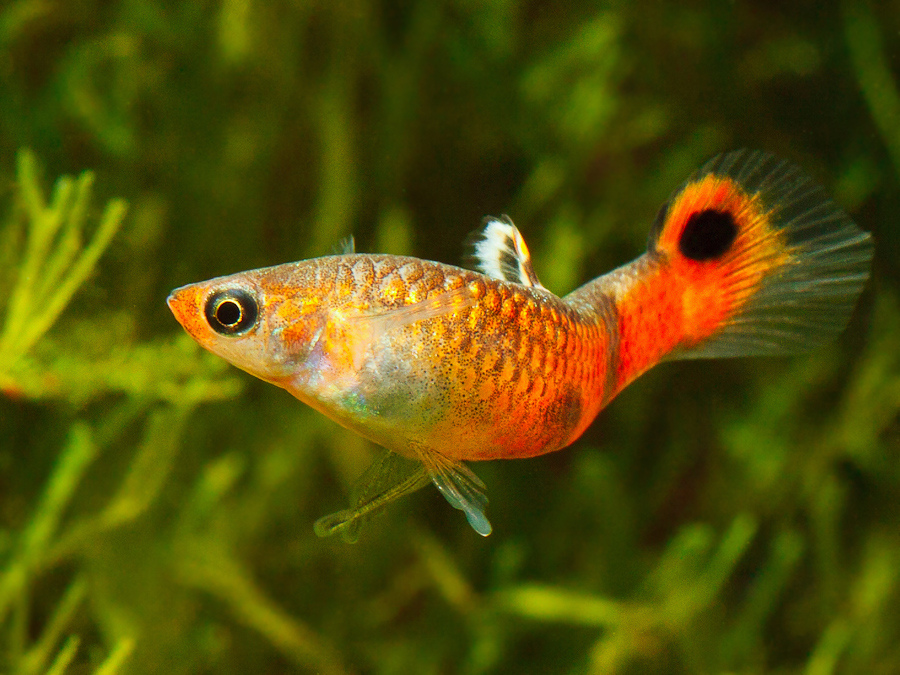Micropoecilia picta
