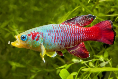 nothobranche de Guenther Cyprinodontidae