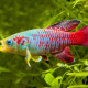 picture of Nothobranchius guentheri