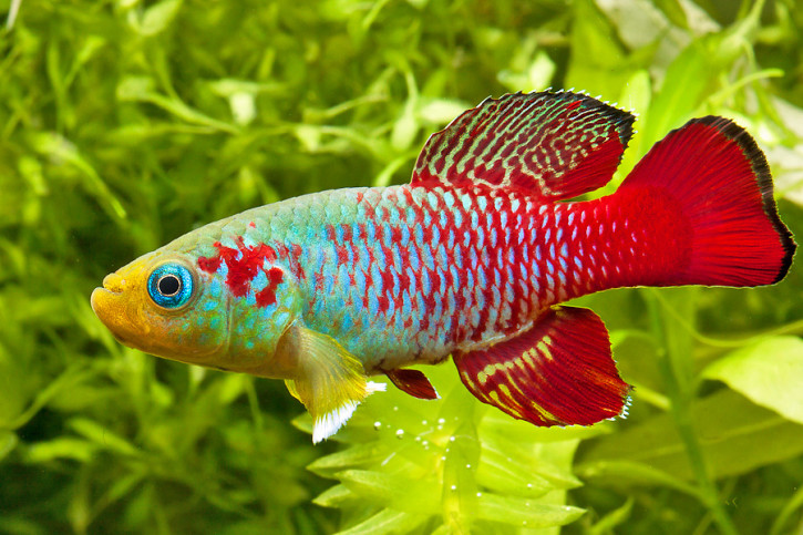 Nothobranchius guentheri