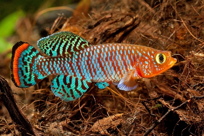 Nothobranchius rachovii Cyprinodontidae