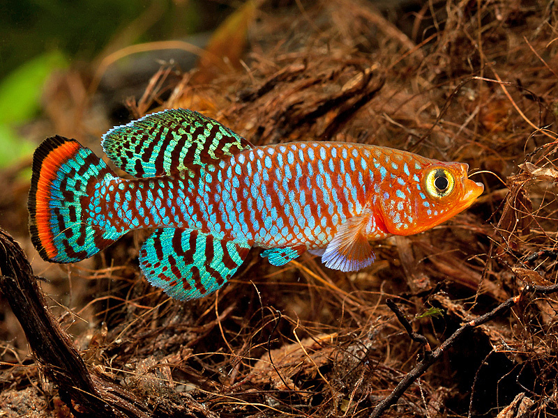Nothobranchius rachovii