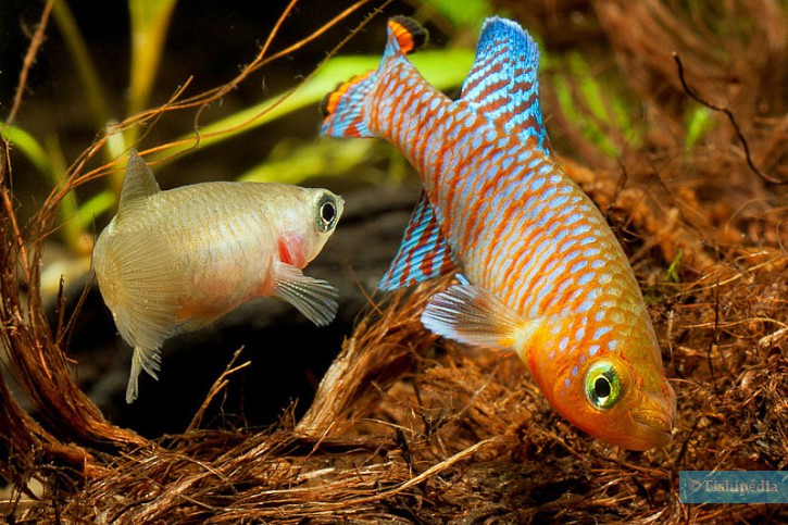 Nothobranchius rachovii