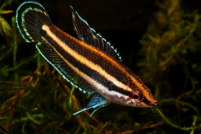 Parosphromenus deissneri Osphronemidae
