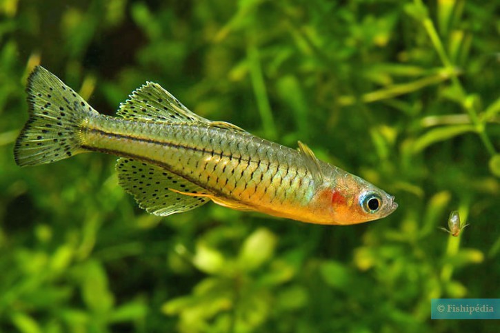 Pseudomugil gertrudae