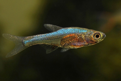 Sundadanio axelrodi Danionidae
