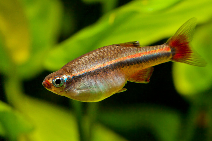 Tanichthys micagemmae