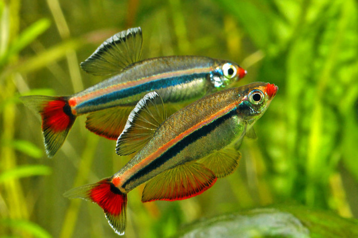 Tanichthys micagemmae