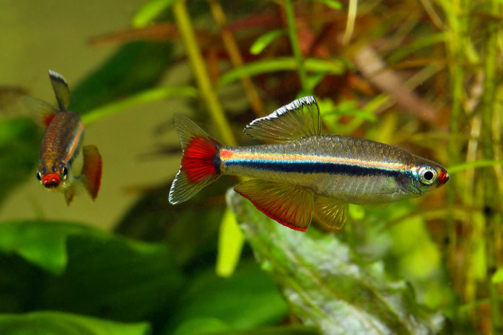 Tanichthys micagemmae