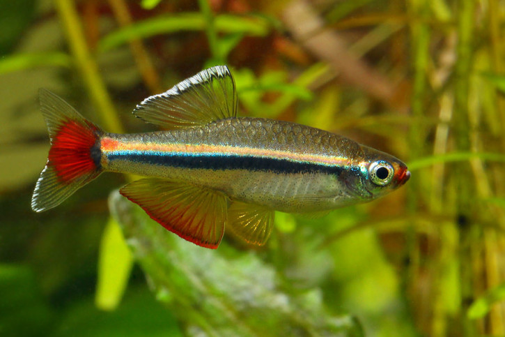 Tanichthys micagemmae