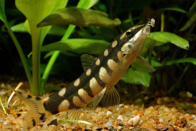 Ambastaia sidthimunki Cobitidae