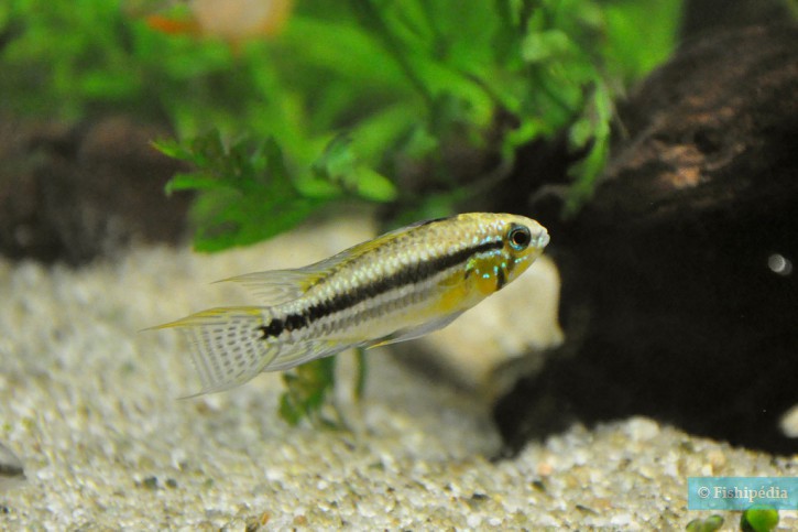 Apistogramma bitaeniata