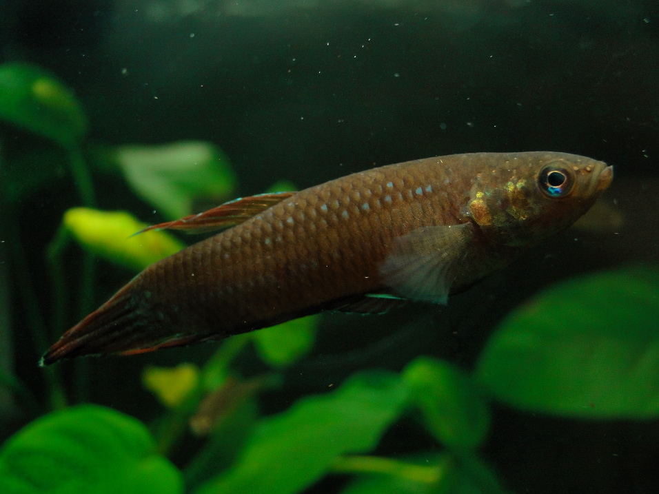 Betta foerschi