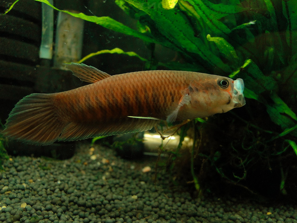 Betta patoti