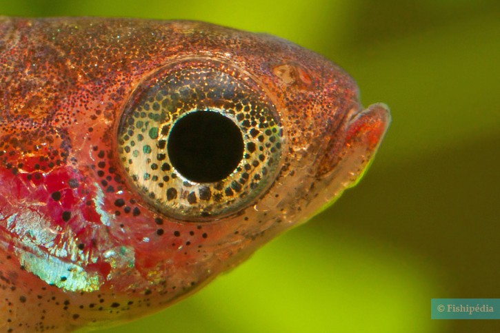 Boraras maculatus