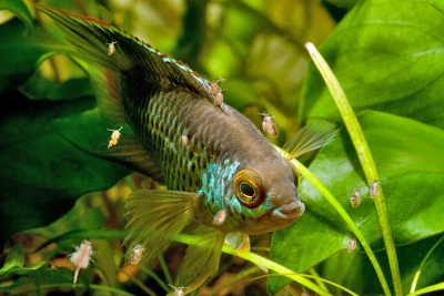 Nannacara anomala Cichlidae
