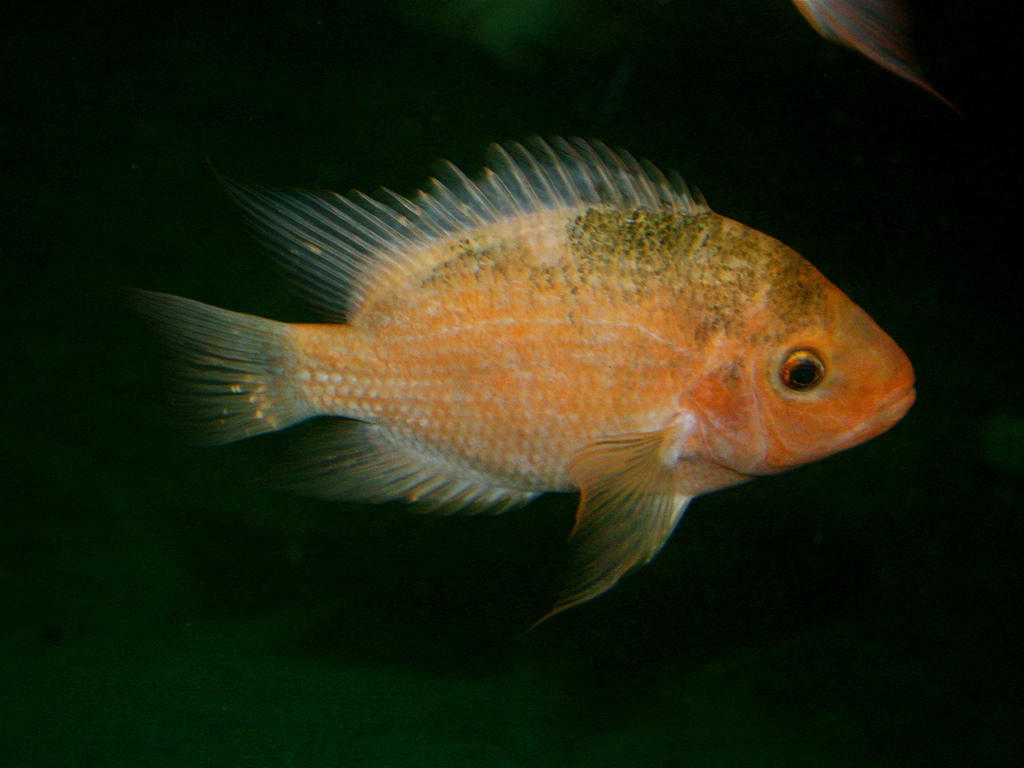 Amphilophus labiatus